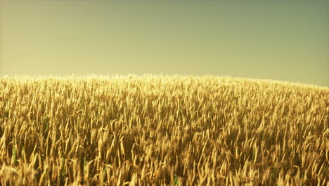 campo de trigo agrícola bajo la puesta del sol
