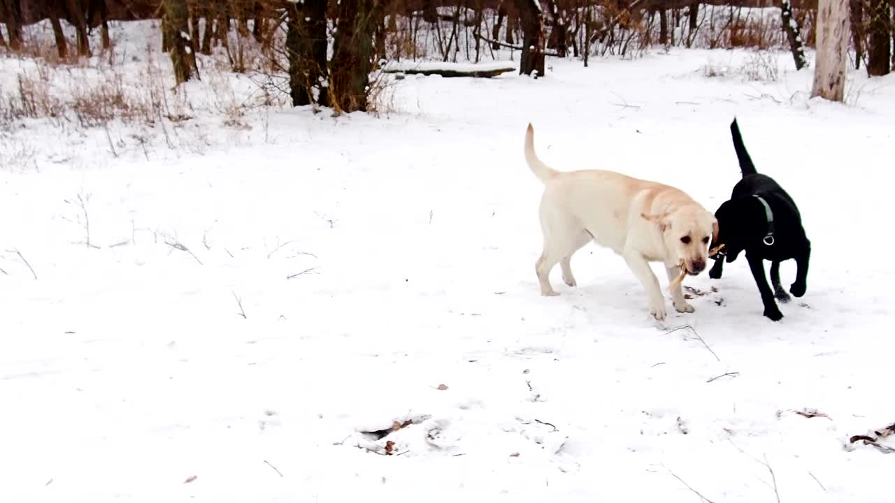 dos perros labrador jugando juntos