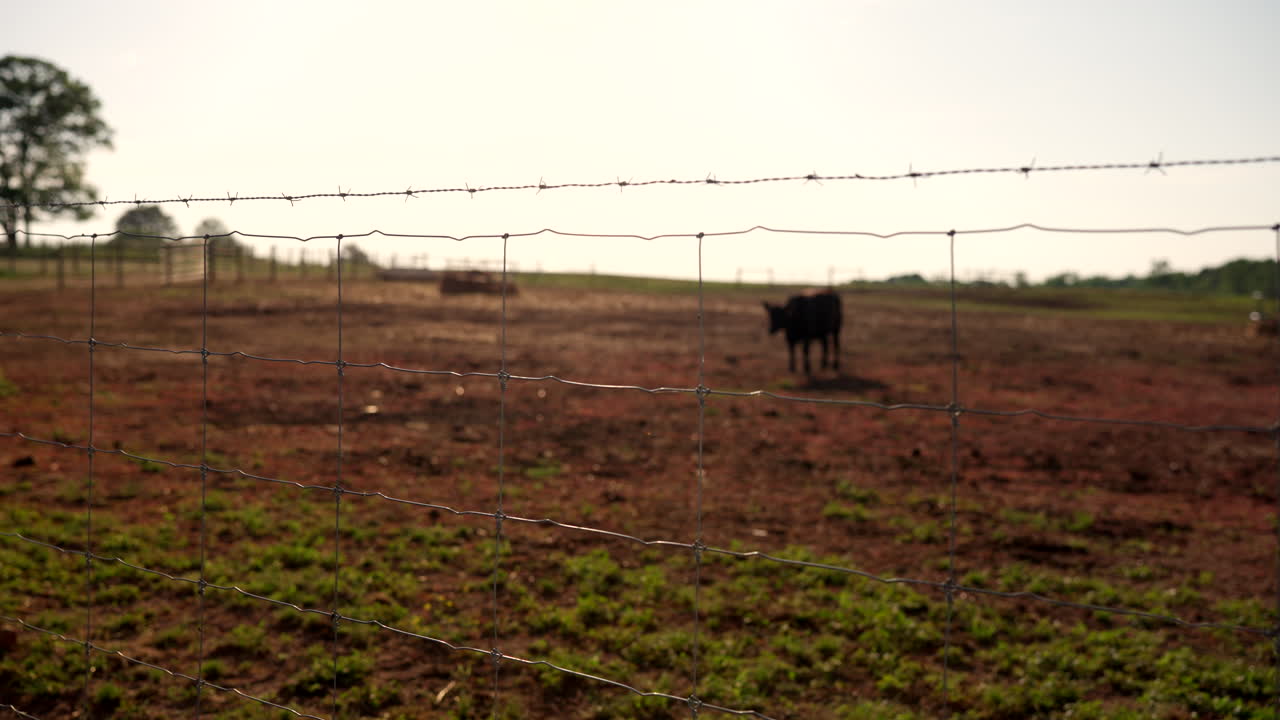 Cow on ranch behind barbed wire fence domestic farm animal in field