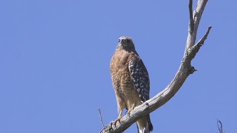 red-shouldered hawk perched on a branch