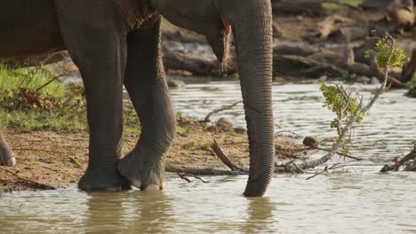 elephant drinking water at water hole, jungle, forest