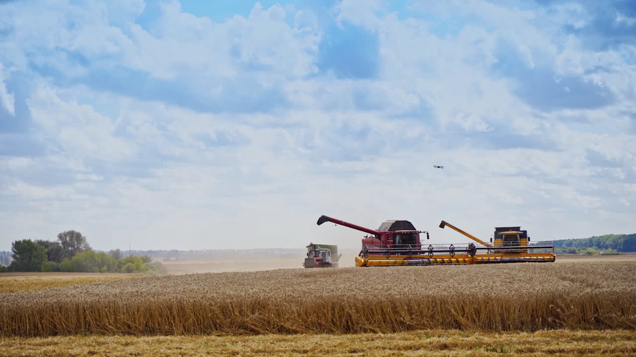 Red grain harvesting combine working in a sunny day. Yellow field with grain. Agricultural technic works in field. Video of working technic.
