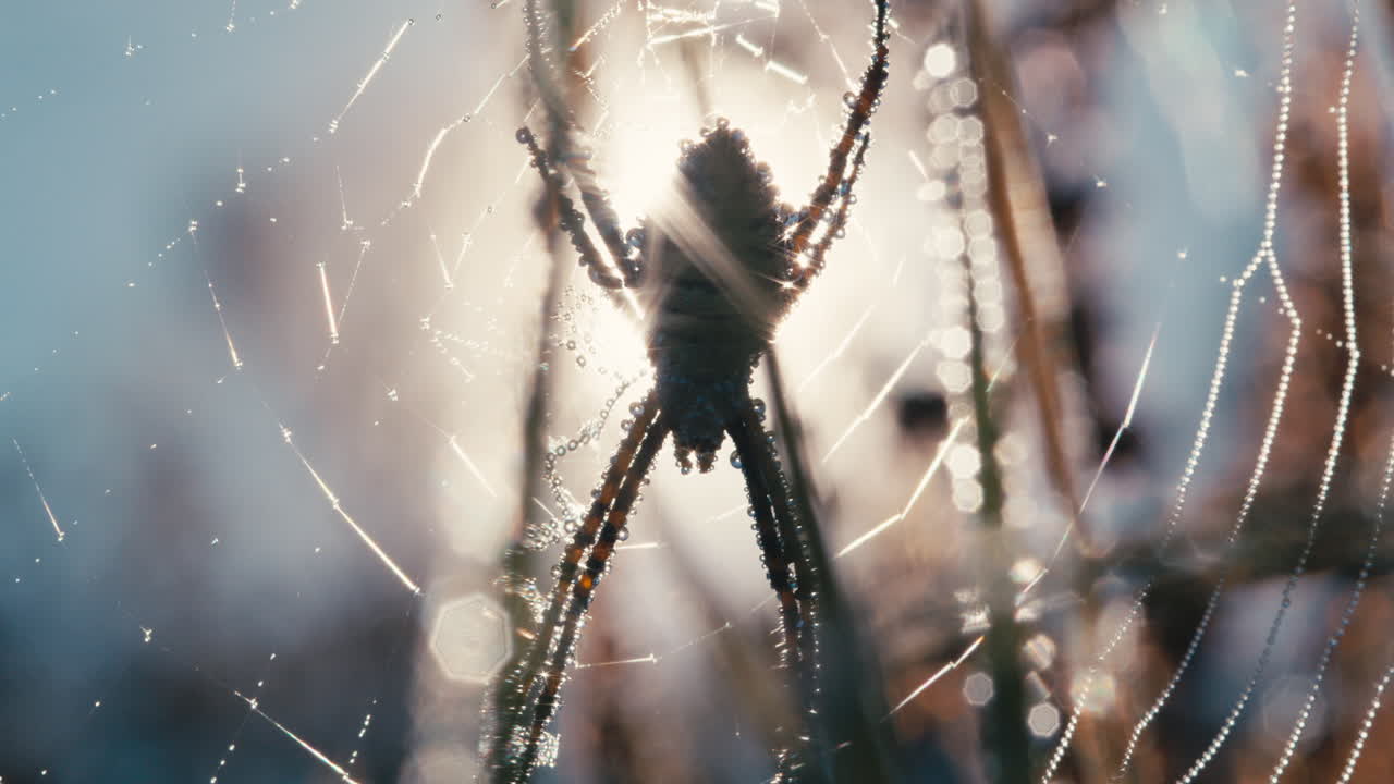 araña de jardín con bandas retroiluminadas y telaraña cubierta de rocío matutino en un campo de hierba con el sol como fondo