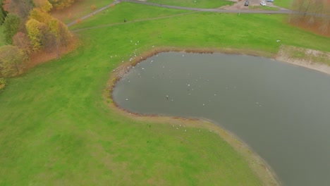 一座水池在城市公园里,海<unk>飞过