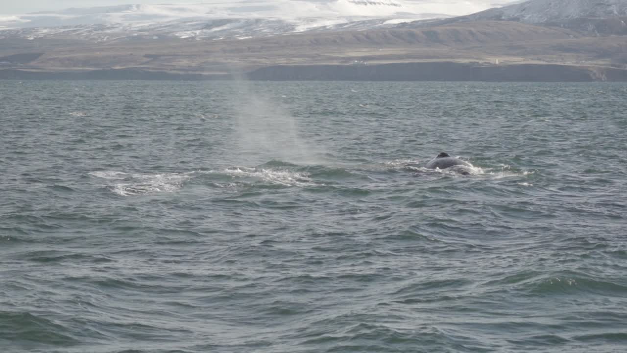 A stunning capture of whale's fluke as it dives into the waters off Húsavík, Iceland, with snow-capped mountains in the background