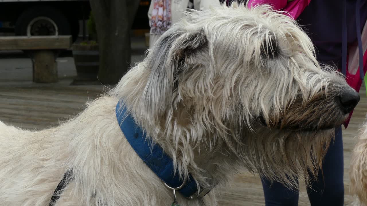 아일랜드 대견 머리 클로즈업