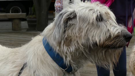 cabeza de perro lobo irlandés en primer plano