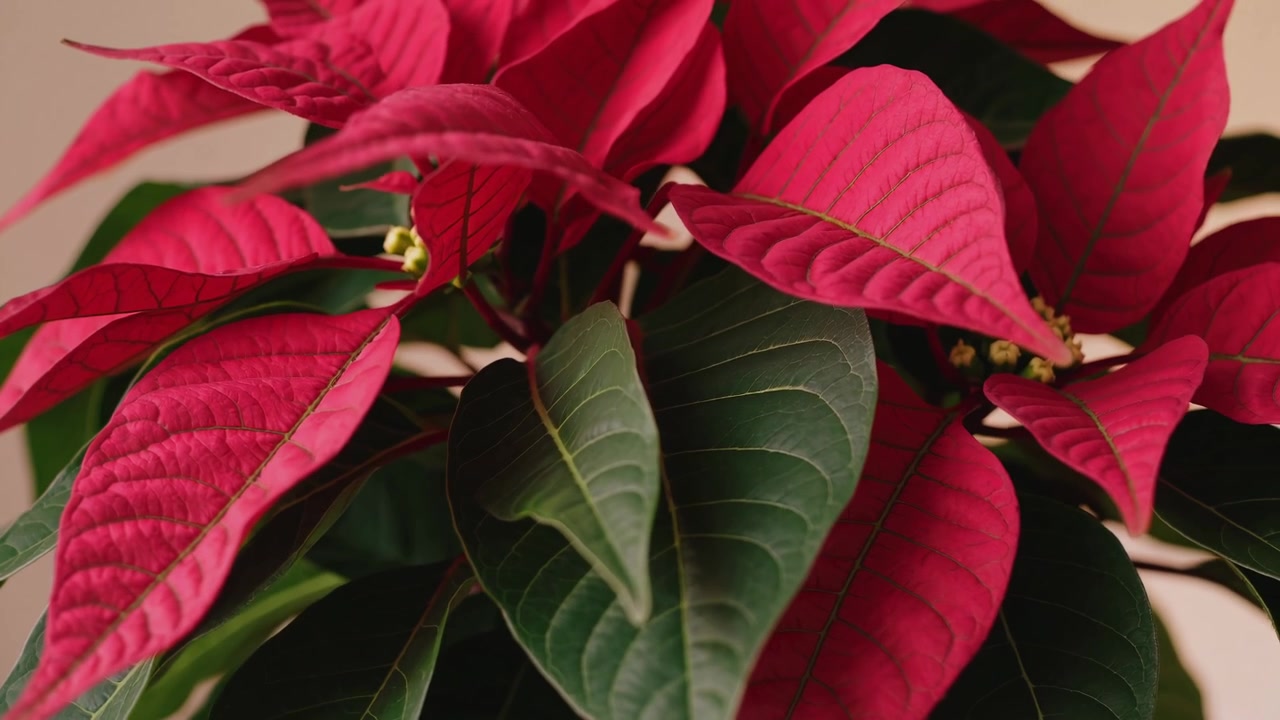 Close-up de uma Planta de Poinsétia Vermelha Vibrante