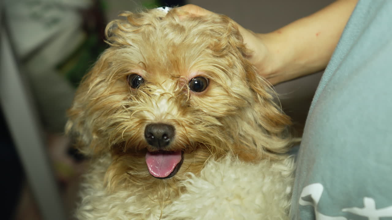 el perro se siente cómodo con la mano de su amo