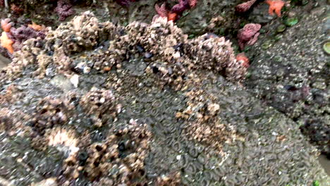 many beautiful star fish and anemone can be seen sticking to wet rocks during low tide in bandon beach, southern oregon, particularly in winter