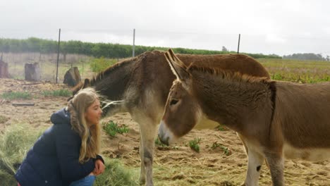 beautiful young woman stroking a donkey 4k