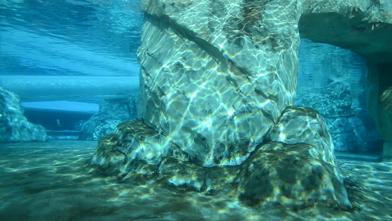 Paus mengambang di bawah air. Kehidupan paus di bawah air. Lumba-lumba Commerson (Cephalorhynchus commersonii).