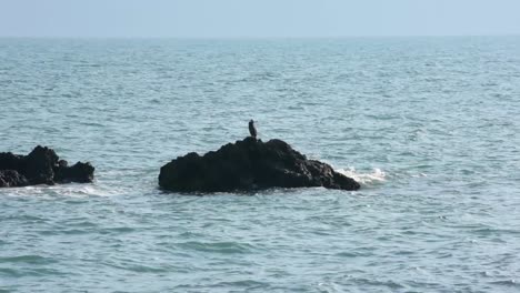 Pájaro-Sentado-En-La-Roca-En-El-Mar-Negro-En-Bulgaria