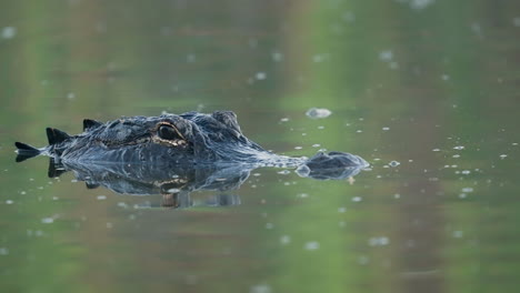 alligator head swimming approaching in water 2