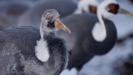 Head-Close-up-of-White-Naped-Crane-looking-into-camera