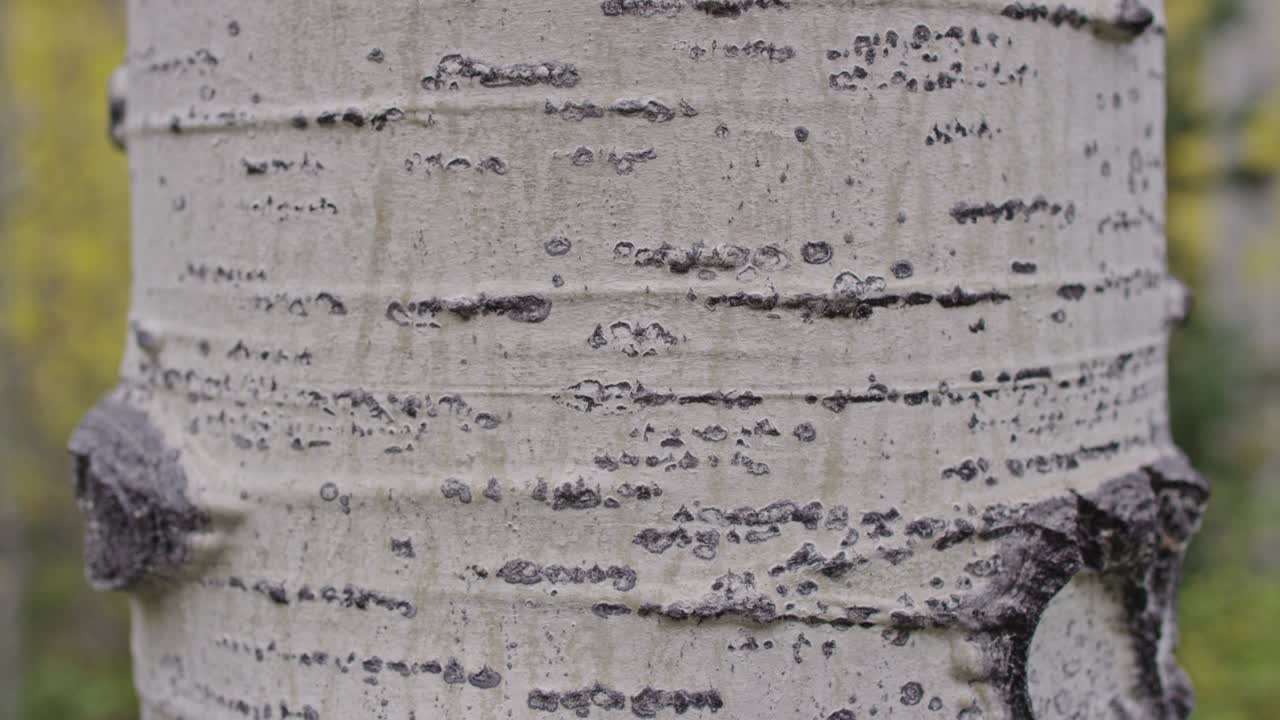 cerca de la corteza del árbol de abeto blanco y los colores amarillos de otoño detrás