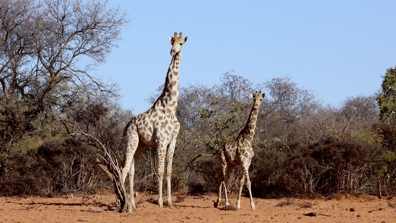 dos jirafas caminando en el parque nacional salvaje de etosha, namibia, áfrica