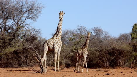 Dos-Jirafas-Caminando-En-El-Parque-Nacional-Salvaje-De-Etosha,-Namibia,-áfrica