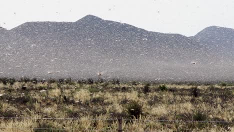 un enjambre de langostas en la plaga reciente en sudáfrica