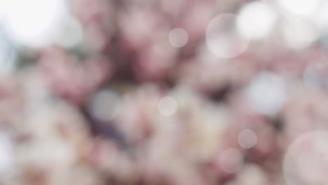 Abstract spring background with bokeh