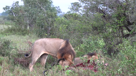 Löwen-Verschlingen-Kudu-Kadaver-In-Der-Afrikanischen-Wildnis