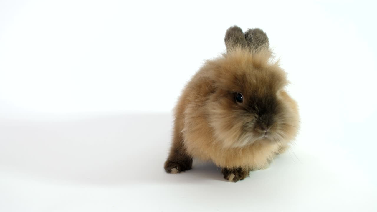 색 배경 에 어진 귀 를 가진 갈색 토끼 가 앉아 있다