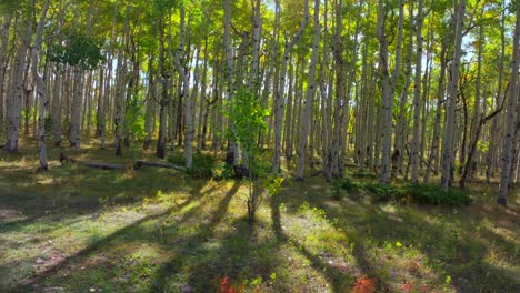 quaking aspens morning sunrise mount shavano trailhead colorado trail san isabel white river national forest colors fall autumn foliage leaf peeping kebler pass vail telluride forward motion