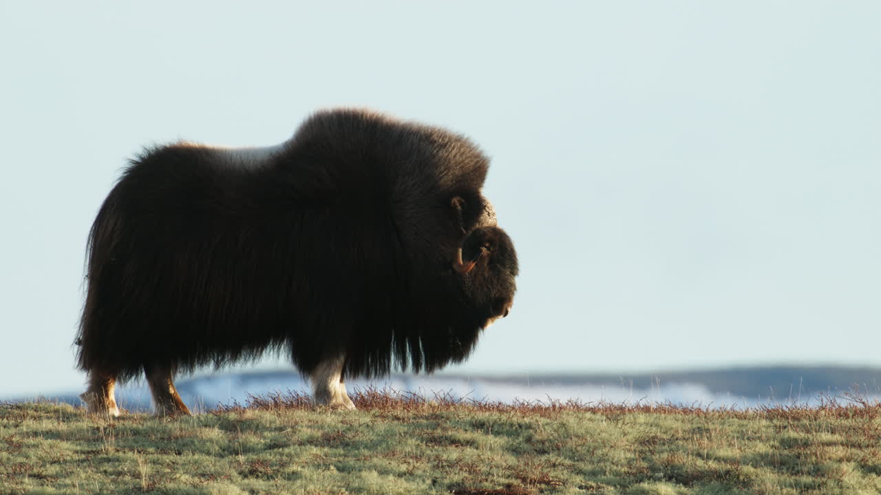Side view of musk oxen bull with sunset light glow in face on Dovrefjell Norway
