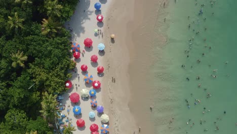 aerial drone bird's eye view of the popular tropical coquerinhos beach with colorful umbrellas, palm trees, golden sand, turquoise water, and tourist's swimming with no waves in conde, paraiba, brazil