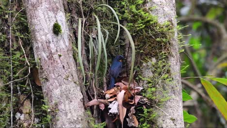 The-Hill-Blue-Flycatcher-is-found-at-high-elevation-habitat-it-has-blue-feathers-and-orange-like-breast-for-the-male,-while-the-female-is-pale-cinnamon-brown-and-also-with-transitioned-orange-breast