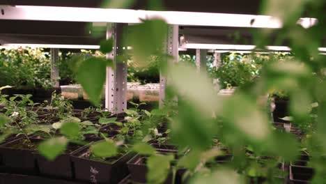 Seedlings-in-greenhouse.-Rows-of-potted-seedlings-in-hothouse.