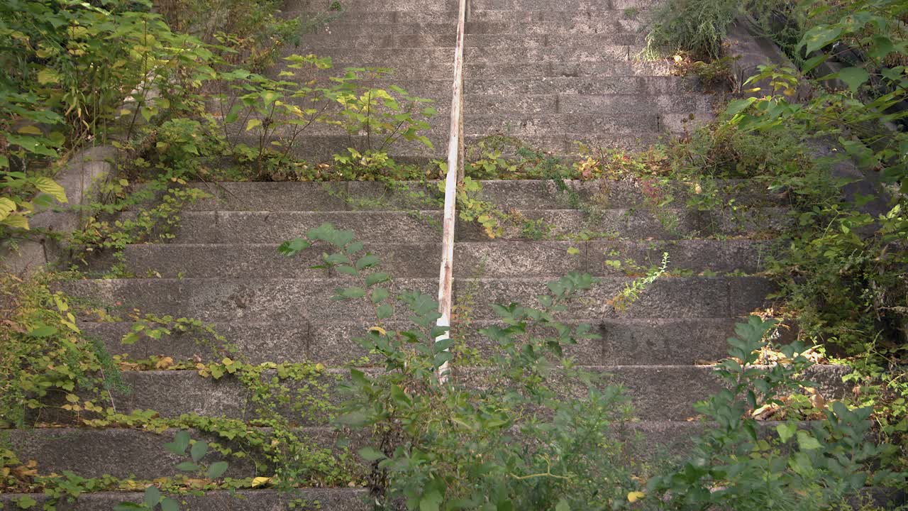 Plants grow on steep abandoned concrete staircase, nature reclaiming