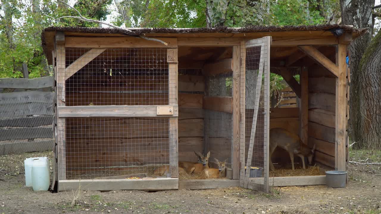 A peaceful deer family with the mother and her little fawns in a wooden hut
