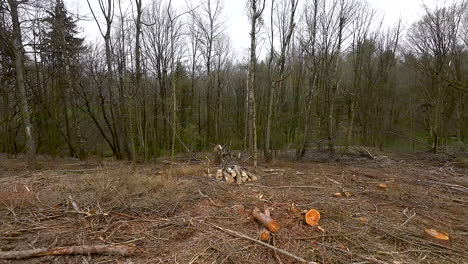 cut tree trunks scattered on the ground after logging in the forest