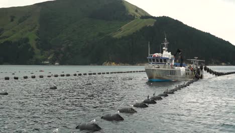 New-Zealand-greenshell-mussel-farm-with-boat-harvesting