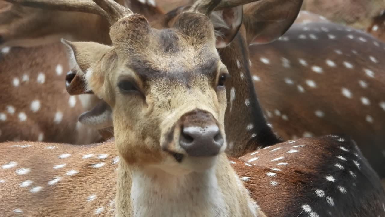 ciervo manchado blanco comiendo hierba en el parque