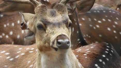 white spotted deer eating grass in the park