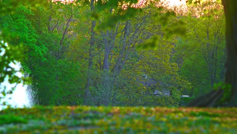 Nature-trees,-flowers,-branches,-beautiful-greenish-plants-in-Pildammsparken-Malmö-Sweden