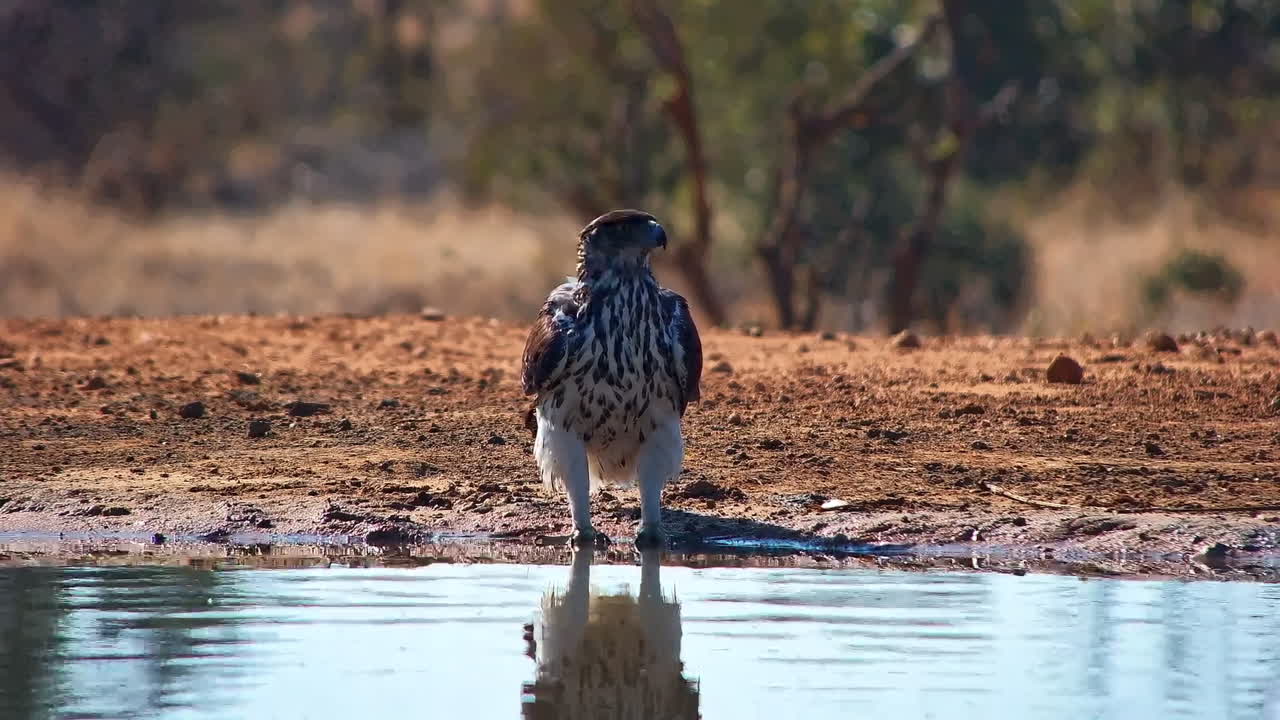 Un'aquila bateleur entra in una pozza d'acqua poco profonda in Africa per fare il bagno