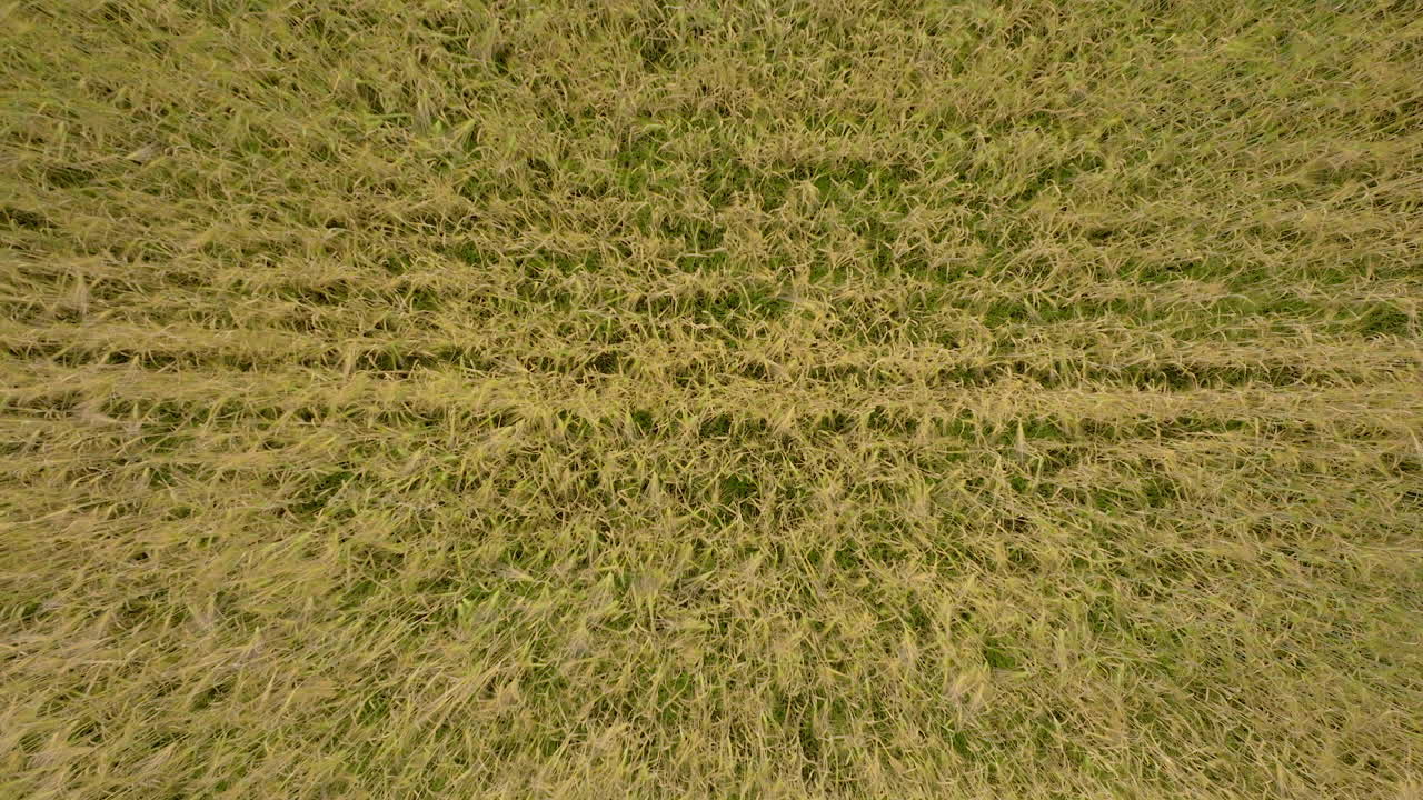 campo de trigo balanceándose en el día de la brisa durante la primavera