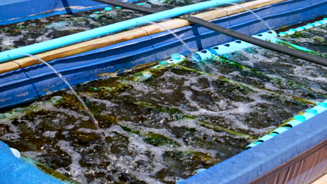 Algae-growth-on-plastic-structures-of-bubbling-abalone-tank-on-aquafarm,-closeup