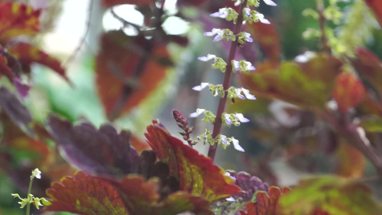 primer plano de flores con hojas rojas de flores blancas en el viento