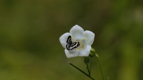 Pequeña-Mariposa-En-Flor-Con-Despegue-Y-Vuelo