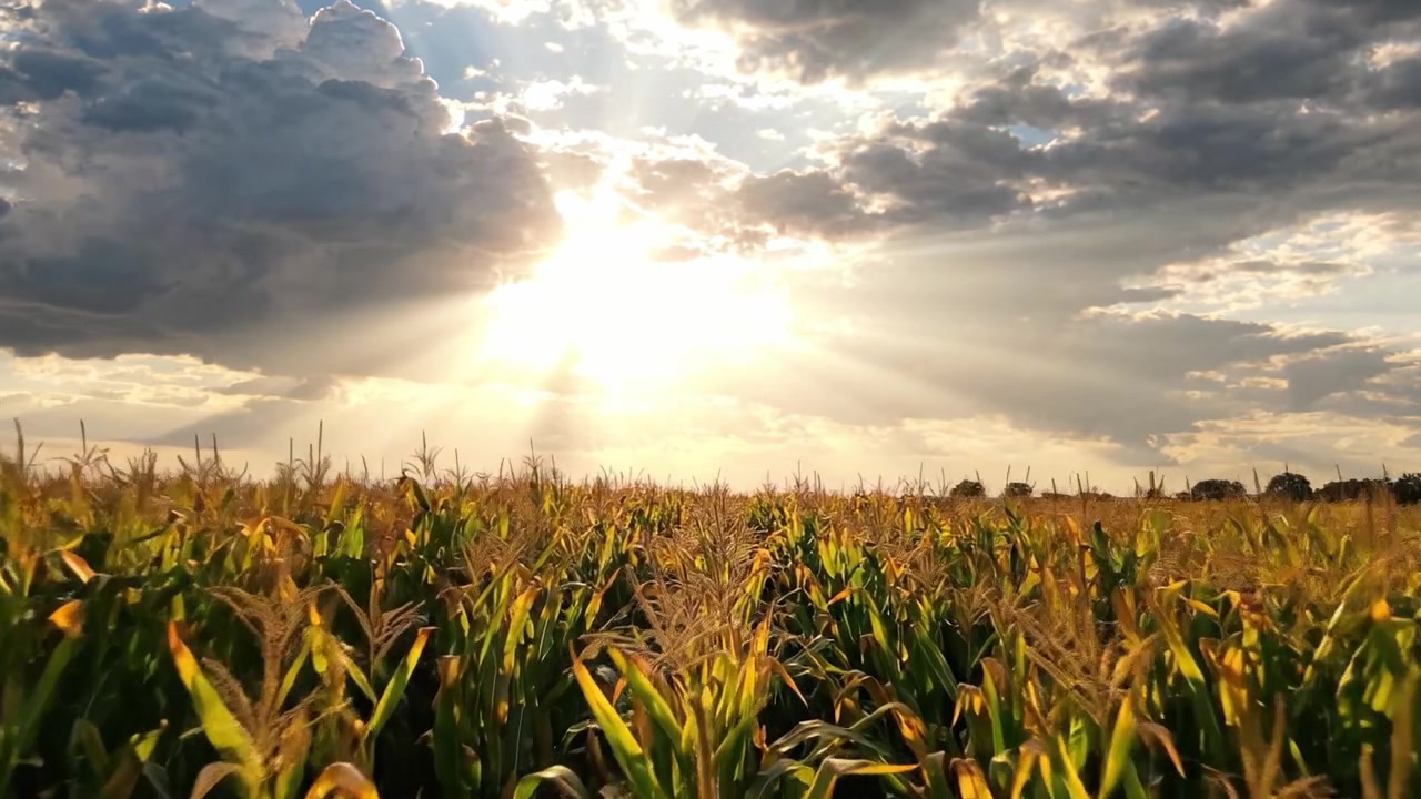Golden Cornfield Under Dramatic Skies: A Captivating Sunset Illuminating a Vibrant Landscape with Sun Rays and Lush Green Foliage in Full Bloom