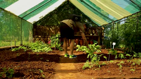 man checking on his produce inside his greenhouse