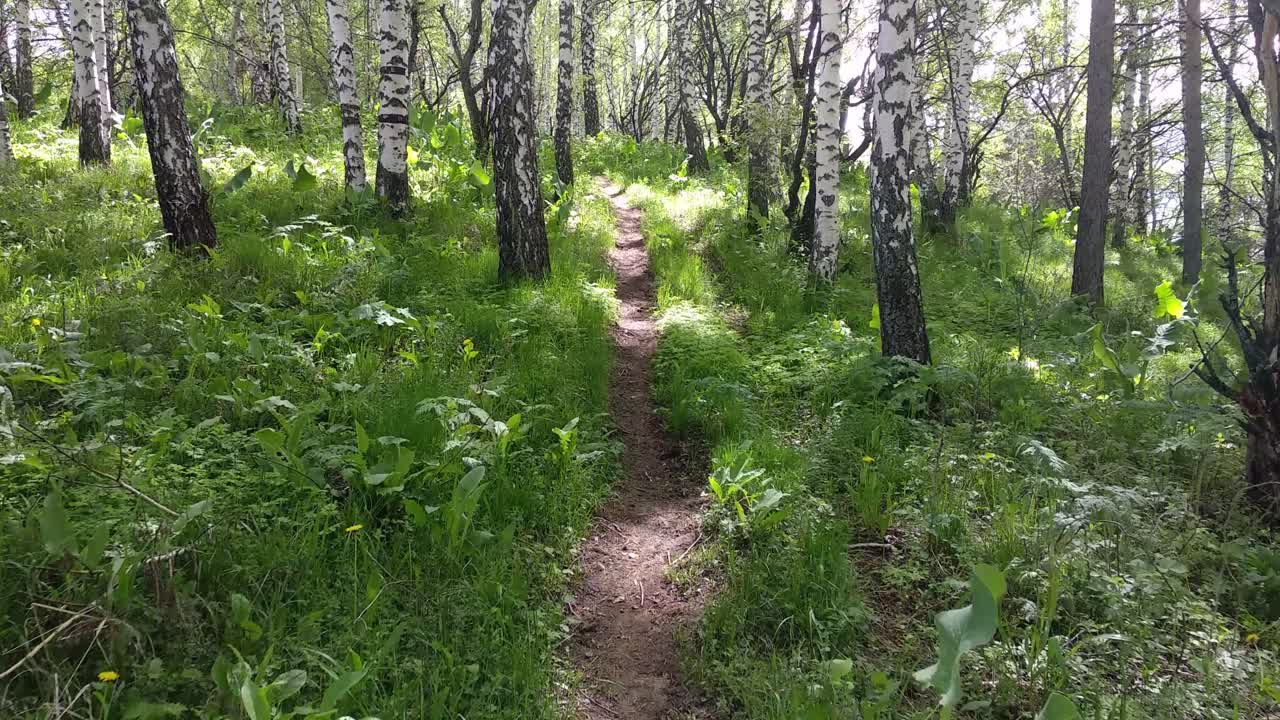 el sendero del bosque de abedules