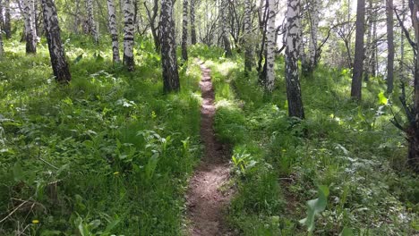 the birch forest trail