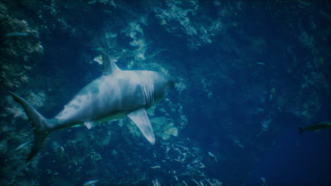 great white shark swimming in the ocean