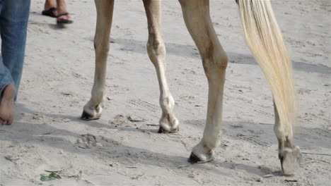 Cámara-Lenta-De-Un-Hermoso-Caballo-Caminando-Con-Su-Dueño-A-Lo-Largo-De-Una-Playa-De-Arena-Blanca-Como-Atracción-Turística