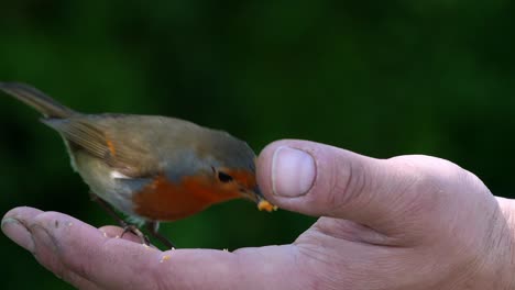 a robin flies onto a caucasian coloured hand and begins to eat the food on offer